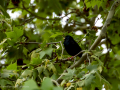 Estornino pinto - Sturnus vulgaris - Estornell vulgar