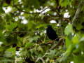 Estornino pinto - Sturnus vulgaris - Estornell vulgar