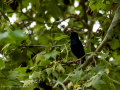 Estornino pinto - Sturnus vulgaris - Estornell vulgar