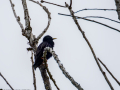 Estornino pinto - Sturnus vulgaris - Estornell vulgar