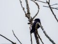 Estornino pinto - Sturnus vulgaris - Estornell vulgar