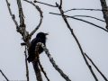 Estornino pinto - Sturnus vulgaris - Estornell vulgar