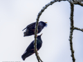 Estornino pinto - Sturnus vulgaris - Estornell vulgar