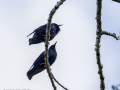 Estornino pinto - Sturnus vulgaris - Estornell vulgar