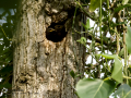 Estornino pinto - Sturnus vulgaris - Estornell vulgar