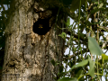 Estornino pinto - Sturnus vulgaris - Estornell vulgar