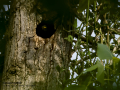 Estornino pinto - Sturnus vulgaris - Estornell vulgar