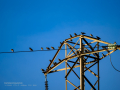 Estornino pinto - Sturnus vulgaris - Estornell vulgar