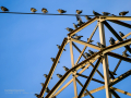 Estornino pinto - Sturnus vulgaris - Estornell vulgar