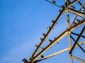 Estornino pinto - Sturnus vulgaris - Estornell vulgar