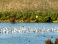 E9076726