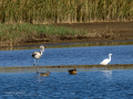 Flamenco comun - Phoenicopterus roseus - Flamenc comu