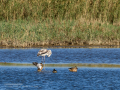 Flamenco comun - Phoenicopterus roseus - Flamenc comu