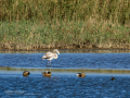 Flamenco comun - Phoenicopterus roseus - Flamenc comu