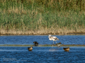 Flamenco comun - Phoenicopterus roseus - Flamenc comu