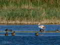 Flamenco comun - Phoenicopterus roseus - Flamenc comu