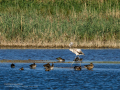 Flamenco comun - Phoenicopterus roseus - Flamenc comu