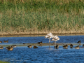 Flamenco comun - Phoenicopterus roseus - Flamenc comu