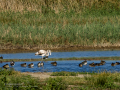 Flamenco comun - Phoenicopterus roseus - Flamenc comu