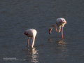 Flamenco comun - Phoenicopterus roseus - Flamenc comu