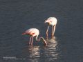 Flamenco comun - Phoenicopterus roseus - Flamenc comu