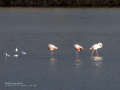 Flamenco comun - Phoenicopterus roseus - Flamenc comu