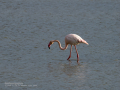 Flamenco comun - Phoenicopterus roseus - Flamenc comu