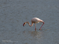 Flamenco comun - Phoenicopterus roseus - Flamenc comu
