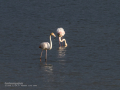 Flamenco comun - Phoenicopterus roseus - Flamenc comu