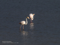 Flamenco comun - Phoenicopterus roseus - Flamenc comu