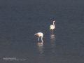 Flamenco comun - Phoenicopterus roseus - Flamenc comu