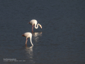 Flamenco comun - Phoenicopterus roseus - Flamenc comu