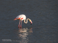 Flamenco comun - Phoenicopterus roseus - Flamenc comu