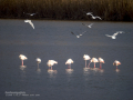 Flamenco comun - Phoenicopterus roseus - Flamenc comu