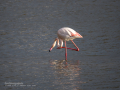 Flamenco comun - Phoenicopterus roseus - Flamenc comu