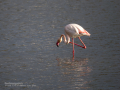 Flamenco comun - Phoenicopterus roseus - Flamenc comu
