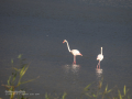 Flamenco comun - Phoenicopterus roseus - Flamenc comu