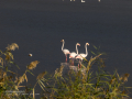 Flamenco comun - Phoenicopterus roseus - Flamenc comu