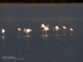 Flamenco comun - Phoenicopterus roseus - Flamenc comu