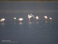 Flamenco comun - Phoenicopterus roseus - Flamenc comu