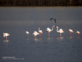 Flamenco comun - Phoenicopterus roseus - Flamenc comu