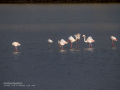 Flamenco comun - Phoenicopterus roseus - Flamenc comu
