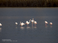 Flamenco comun - Phoenicopterus roseus - Flamenc comu