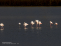 Flamenco comun - Phoenicopterus roseus - Flamenc comu