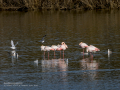 Flamenco comun - Phoenicopterus roseus - Flamenc comu
