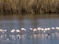 Flamenco comun - Phoenicopterus roseus - Flamenc comu