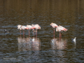 Flamenco comun - Phoenicopterus roseus - Flamenc comu