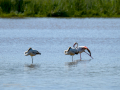Flamenco comun - Phoenicopterus roseus - Flamenc comu