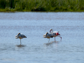 Flamenco comun - Phoenicopterus roseus - Flamenc comu