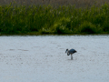 Flamenco comun - Phoenicopterus roseus - Flamenc comu